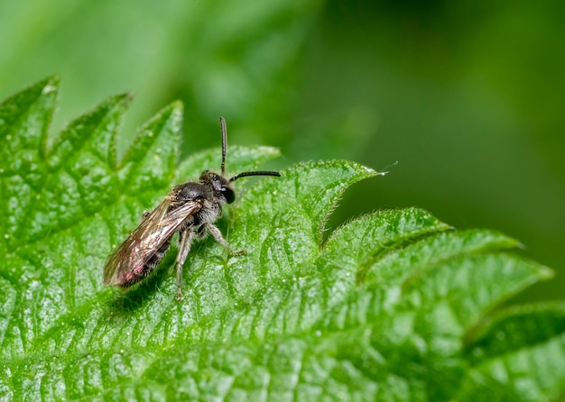 L'abeille de sueur