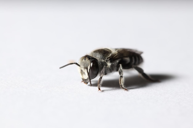 Une abeille sur une surface blanche