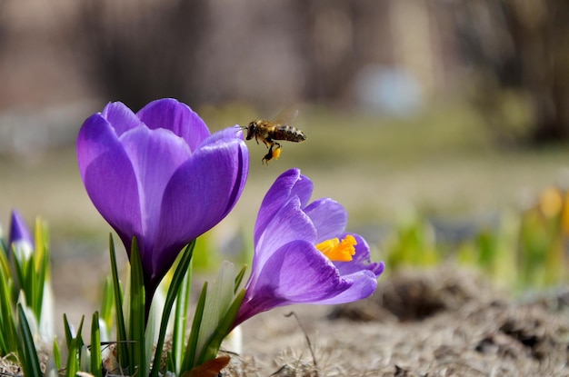 Une abeille survole les crocus au printemps