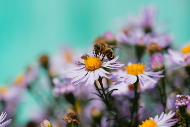 Une abeille survole une fleur fleur Macro photographie