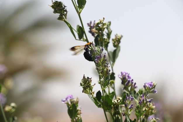 Une abeille survole une fleur violette.