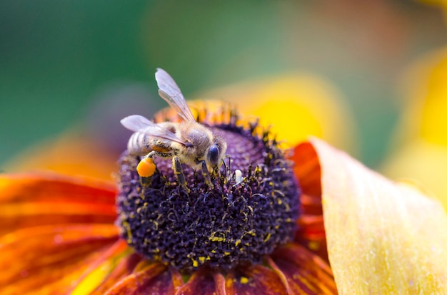 Abeille Sur Susan Aux Yeux Noirs