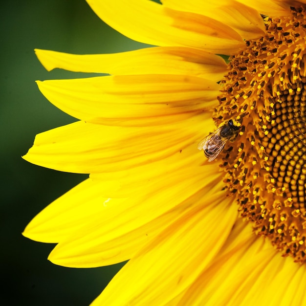 abeille sur tournesol