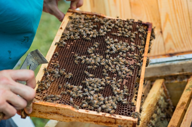 Abeille de travail sur une base de peigne.