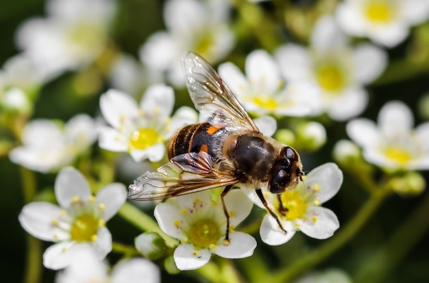 Abeille de travail sur de petites fleurs blanches dans le jardin