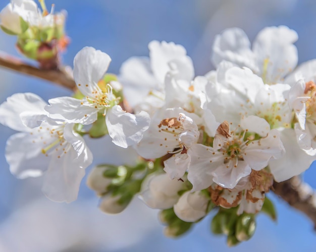 Abeille en vol sur fleur de cerisier Le problème de la disparition des abeilles