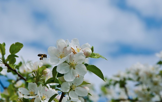 Photo abeille volant autour de fleurs sur un pommier sentant le miel ou pollinise la floraison du printemps