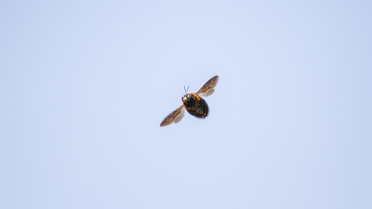 Photo une abeille volant contre un ciel dégagé