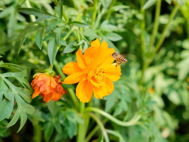 Abeille volant à la fleur du cosmos