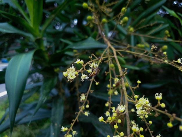 Abeille volant sur la fleur