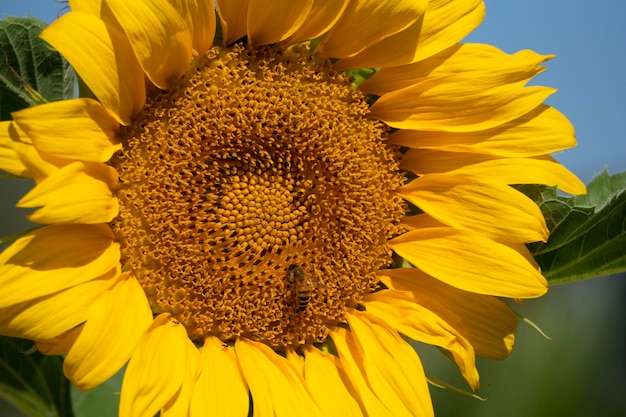 Abeille volant sur le tournesol