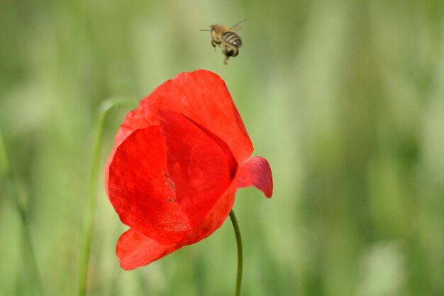 abeille volante pollinisant le coquelicot rouge le matin de juin