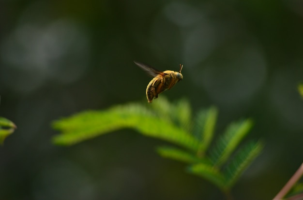 Photo abeille volante sur vert