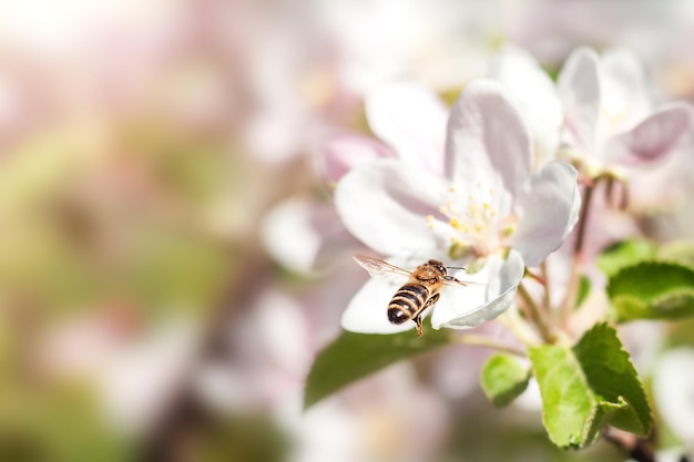 Une abeille vole jusqu'aux fleurs d'un gros plan de pommier sur un fond flou Copyspace