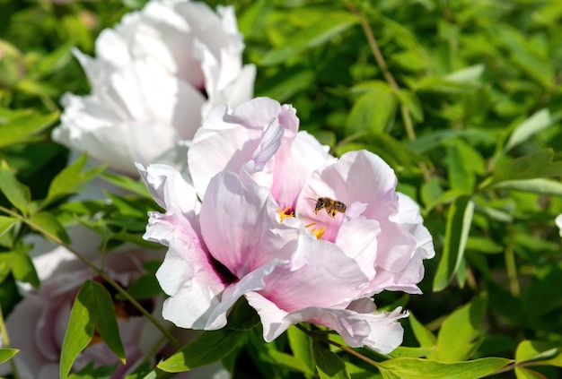 Une abeille vole près d'une pivoine. Pivoines blanches arborescentes en fleurs lors d'une journée ensoleillée de printemps dans le jardin