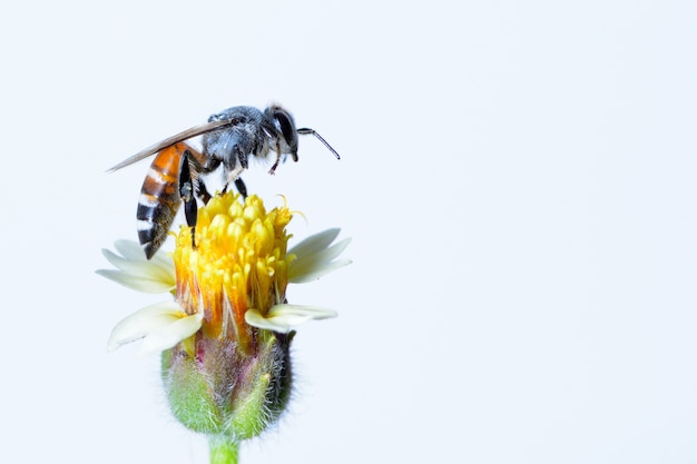 une abeille voler isolé sur fond blanc