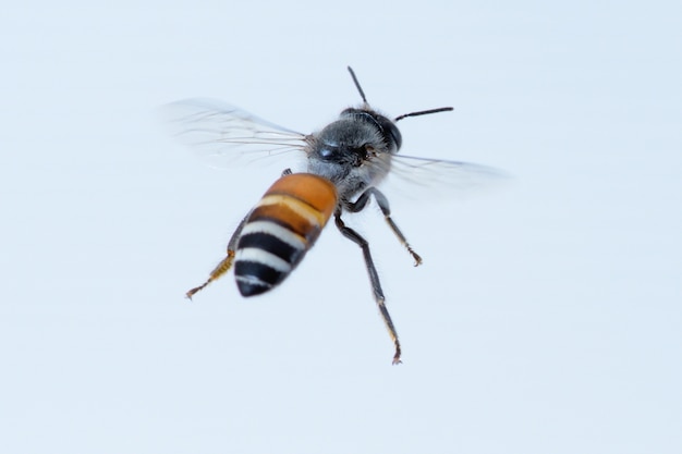 une abeille voler isolé sur fond blanc