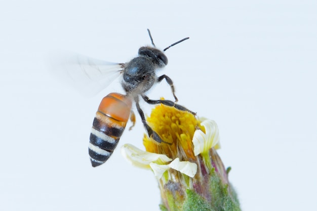 une abeille voler isolé sur fond blanc