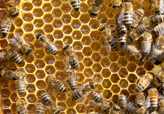 Abeilles sur des alvéoles