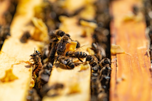 Les abeilles apportent du miel à leurs ruches par temps chaud toute la journée