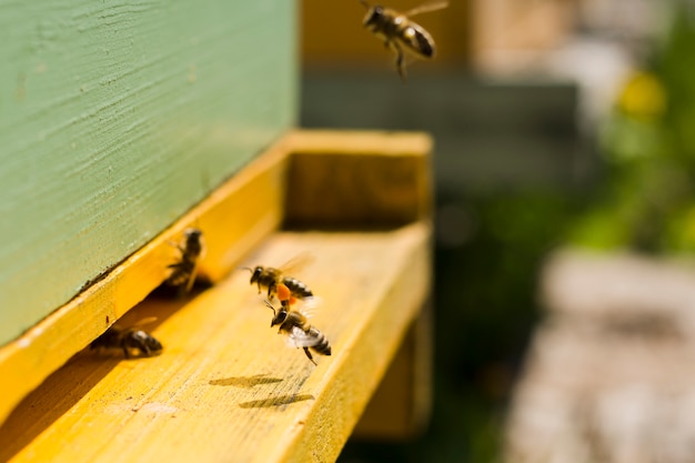 Photo abeilles sur bois