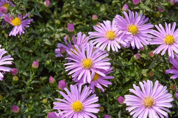 Les abeilles boivent du nectar sur des fleurs violettes claires Les insectes pollinisent les fleurs