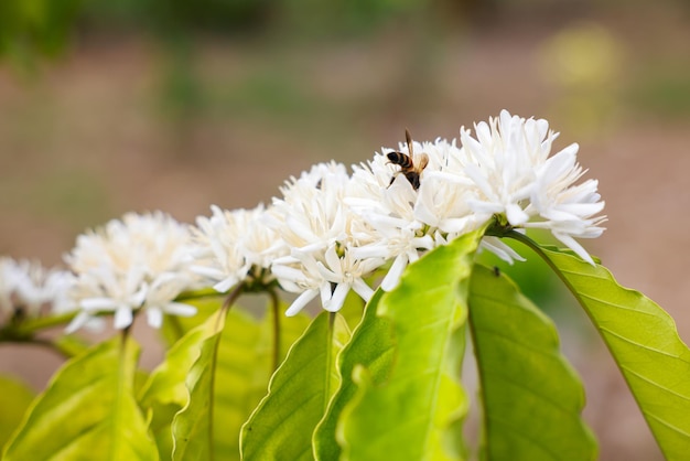 Les abeilles boivent le nectar de la fleur de fleur de café avec une vue rapprochée de couleur blanche