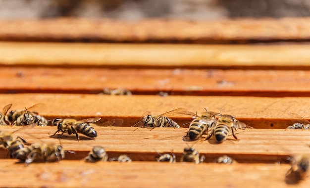 Abeilles sur des cadres en nid d'abeille dans une ruche ouverte, abeilles ouvrières, mise au point peu profonde
