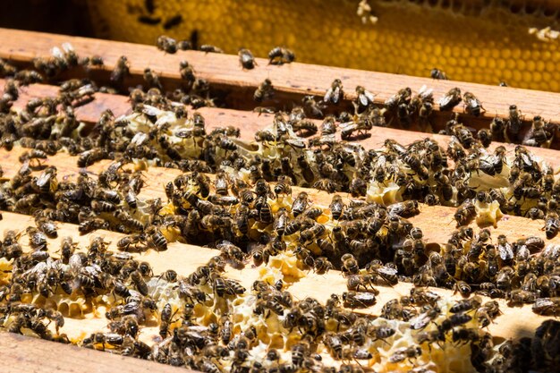 Photo abeilles sur châssis en nid d'abeille dans une ruche