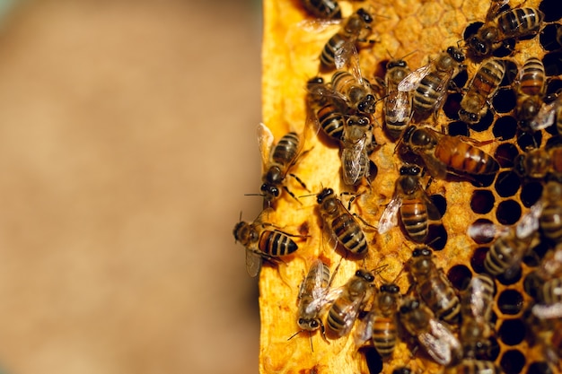 Les abeilles dans une ruche sur nid d'abeille