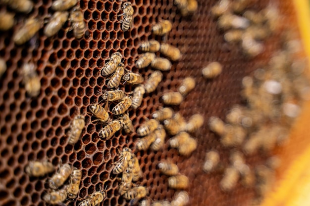 Des abeilles ennuyeuses sur un nid d'abeilles