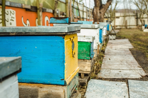 Abeilles à l'entrée de l'ancienne ruche