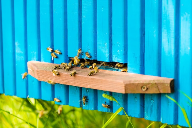 Les abeilles entrent et sortent de leur ruche