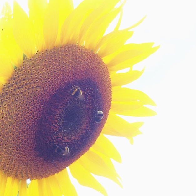 Photo des abeilles sur une fleur jaune contre un ciel clair