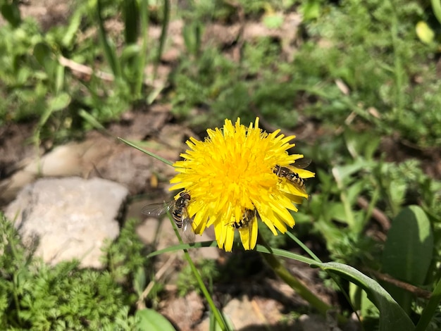 Abeilles sur fleur jaune