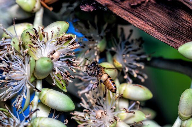 Abeilles sur les fleurs de palmier