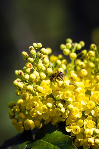 Les abeilles en fleurs