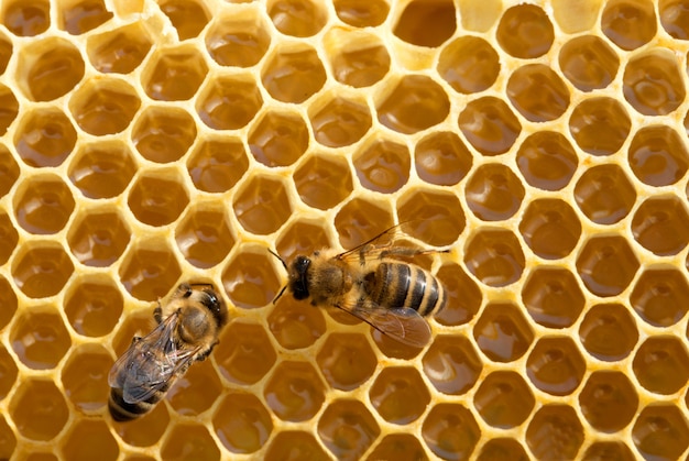 abeilles sur fond de cellules de miel