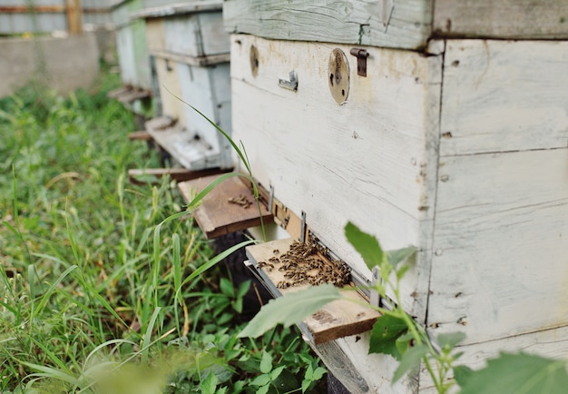 Abeilles sur fond de ruches en bois