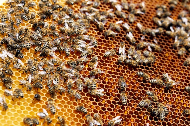 Abeilles sur Golden Honeycomb