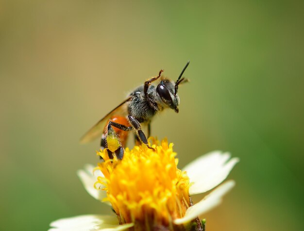 Des abeilles en gros plan sur une fleur