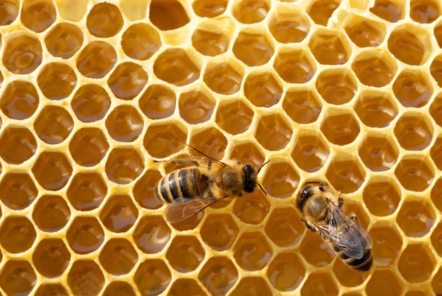 abeilles sur honeycells