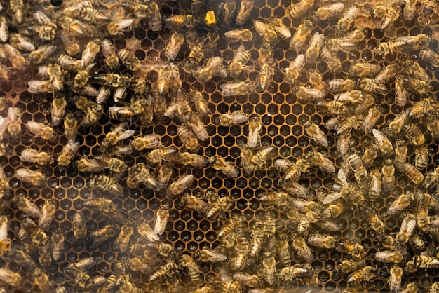 Abeilles intérieures de ruche travaillant à un nid d'abeilles