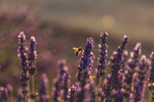 Abeilles mangeant du nectar dans les champs de lavande. Concept d'insectes