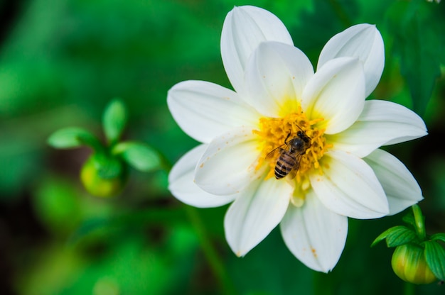 Les abeilles mangent du nectar de fleurs blanches.