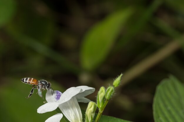 Les abeilles mangent de l&#39;eau à partir du pollen.