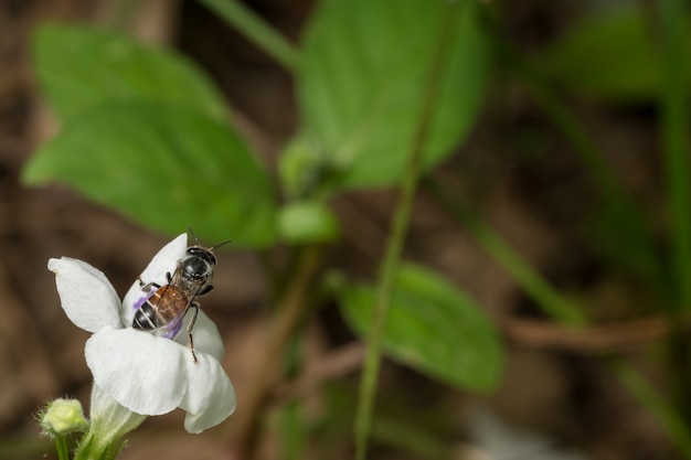 Les abeilles mangent de l&#39;eau à partir du pollen.