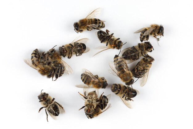 Abeilles mortes sur fond blanc Beaucoup d'abeilles mortes