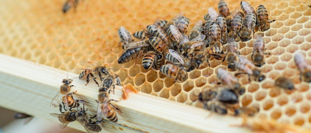 Les abeilles nettoyantes ont mis leur tête dans des alvéoles. développement d'une colonie d'abeilles.