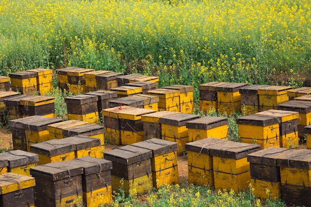 Abeilles nichées dans un jardin de fleurs